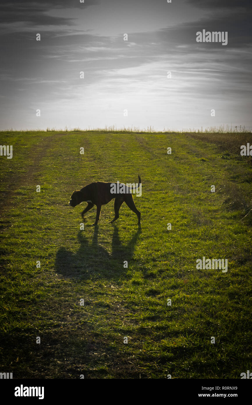 Boxer Hund auf einem grünen Feld Stockfoto