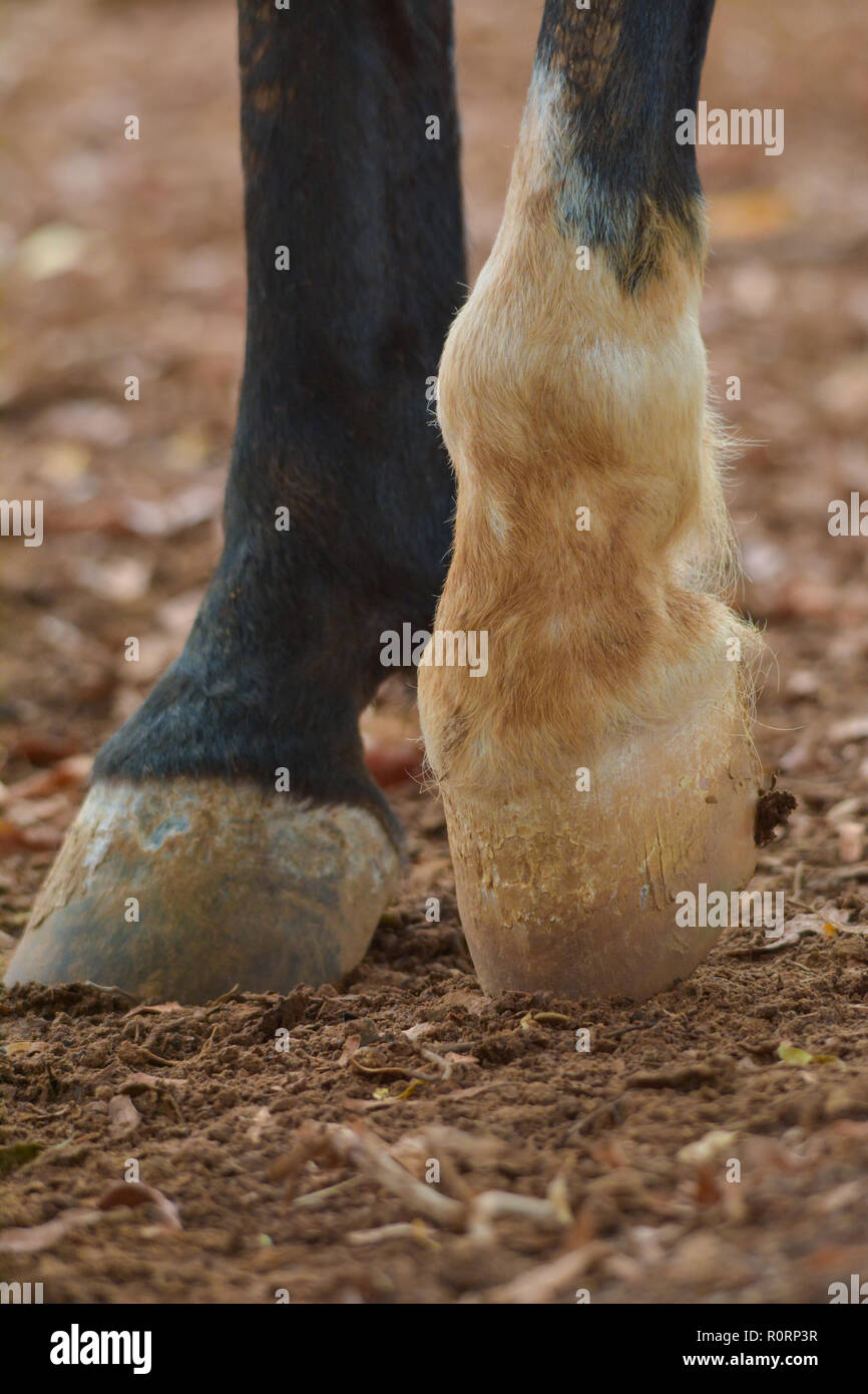 Pferd Bein Stockfoto