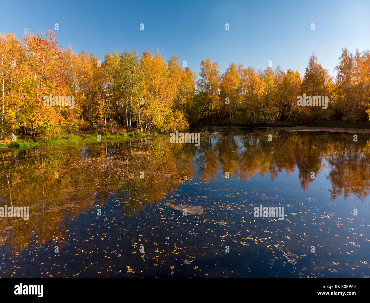 Russische birken Fotos und Bildmaterial in hoher Auflösung Alamy