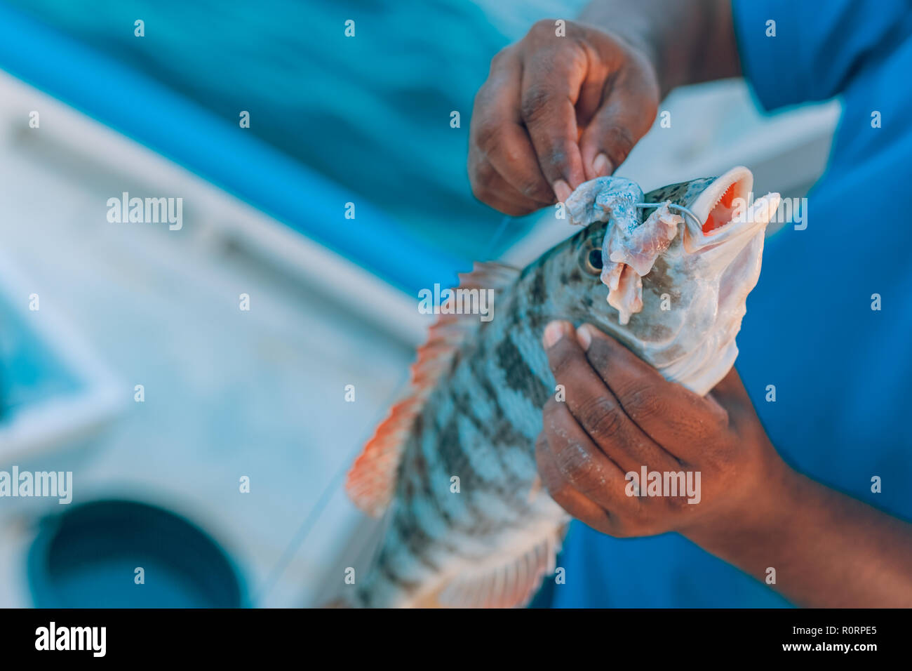 Fisch in der hand Fischer. Angeln Konzept, tropische Fische und Köder Stockfoto