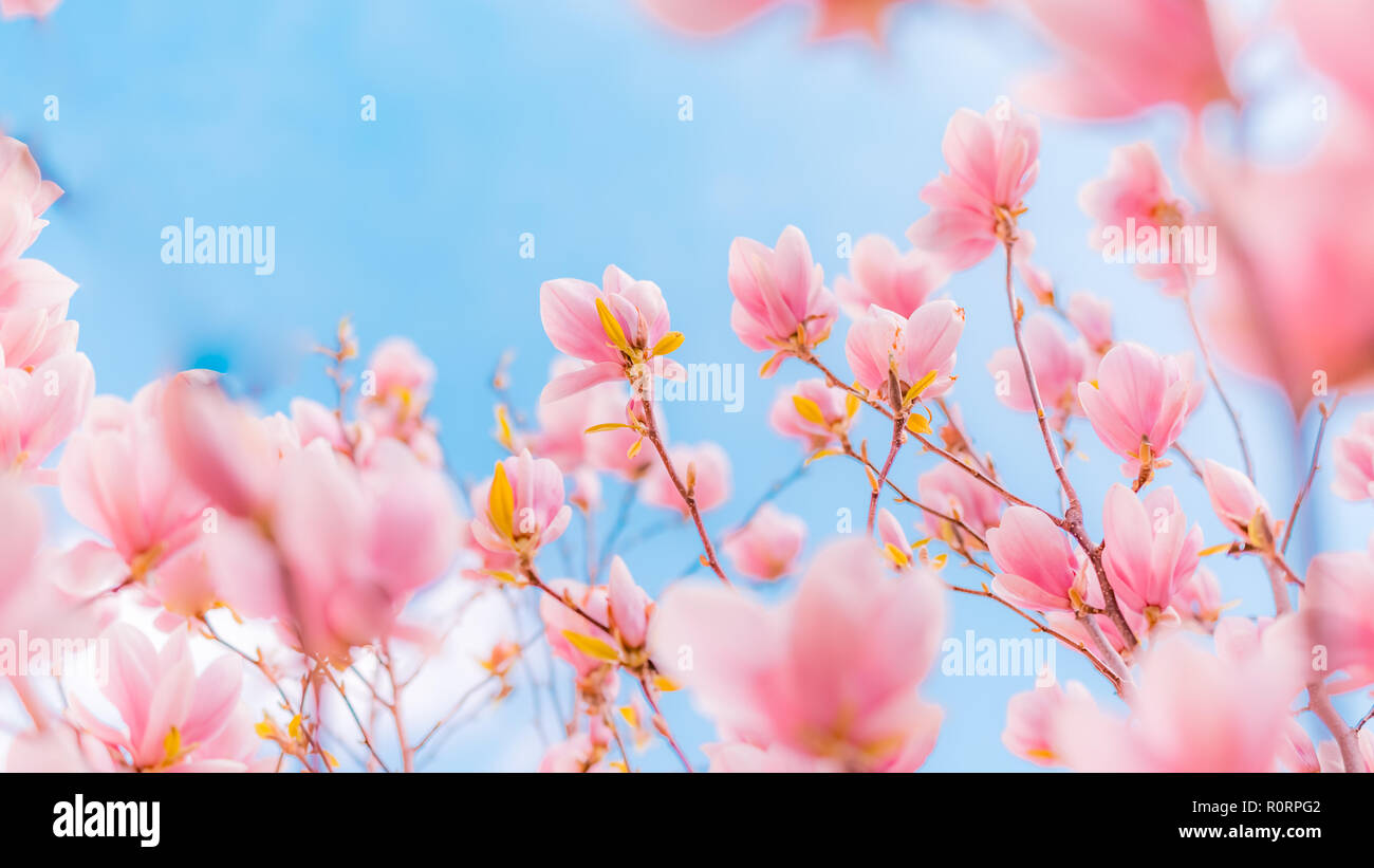 Schöne Blumen Frühling abstrakt Hintergrund der Natur. Pastellfarben der blühenden Aprikose Makro mit Soft Focus auf sanften hellblauen Himmel Hintergrund Stockfoto