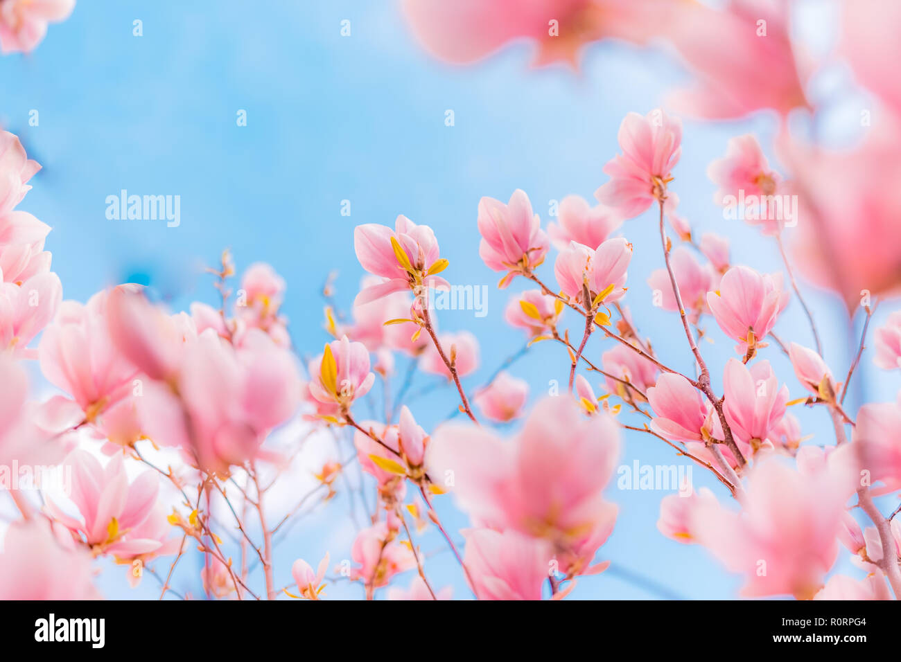 Schöne Blumen Frühling abstrakt Hintergrund der Natur. Pastellfarben der blühenden Aprikose Makro mit Soft Focus auf sanften hellblauen Himmel Hintergrund Stockfoto