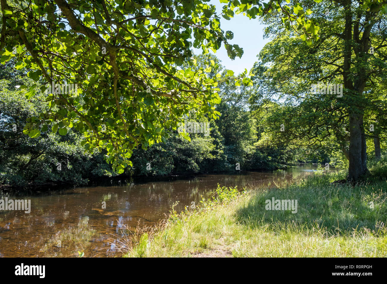 Englische Landschaft Fluss Szene. Den Fluss Derwent, die zwischen Bäume im Sommer, in der Nähe der Offerton, Derbyshire, Peak District, England, Großbritannien Stockfoto