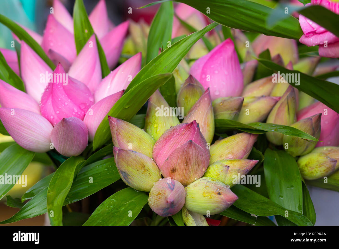 Traditionelle vietnamesische Lotus buds Angebote bündeln in einem Geschäft Stockfoto