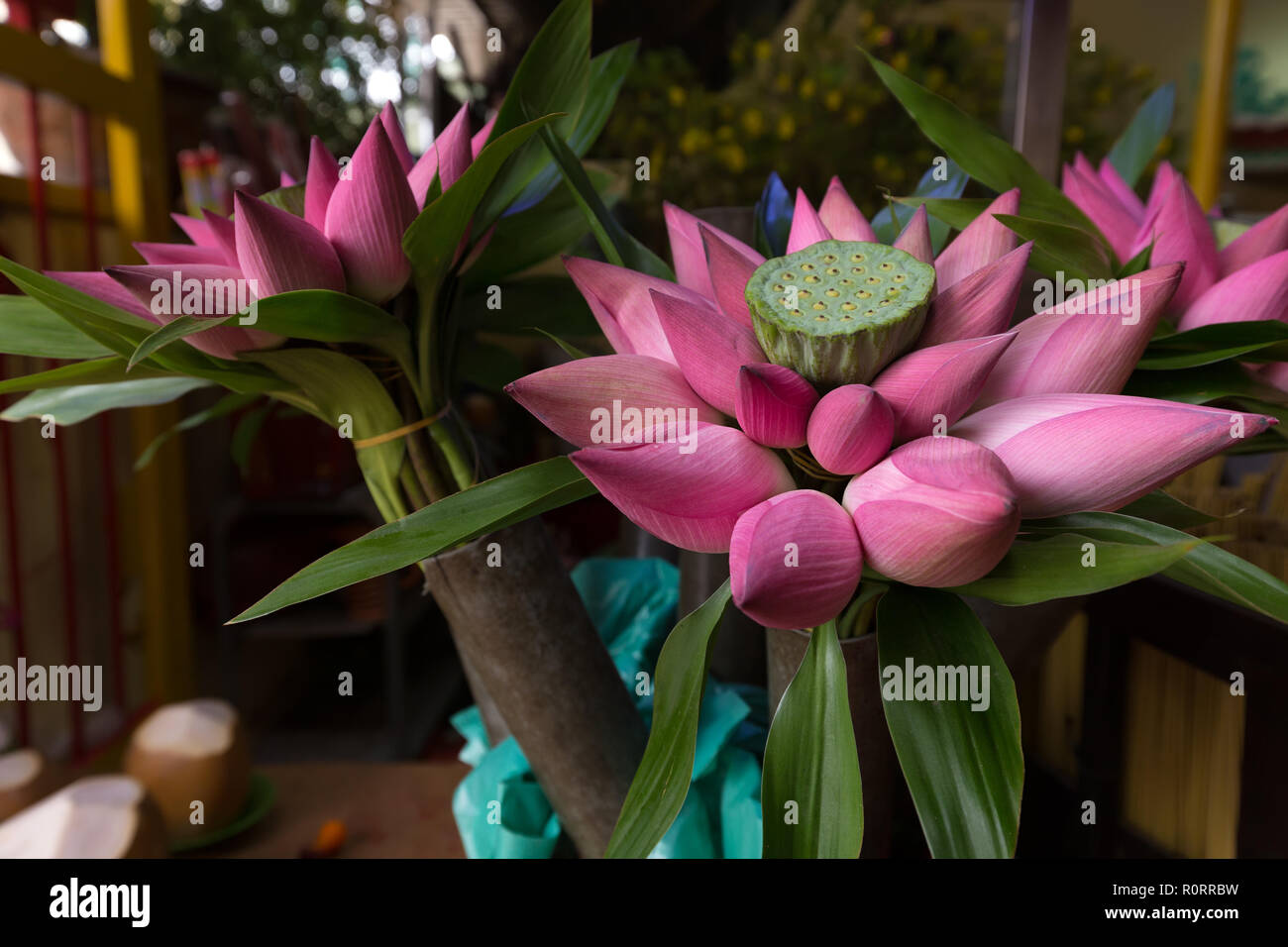 Bündel von Lotus Buds in einem Viatnam shop, verwendet als Opfergaben in buddhistischen Tempeln Stockfoto
