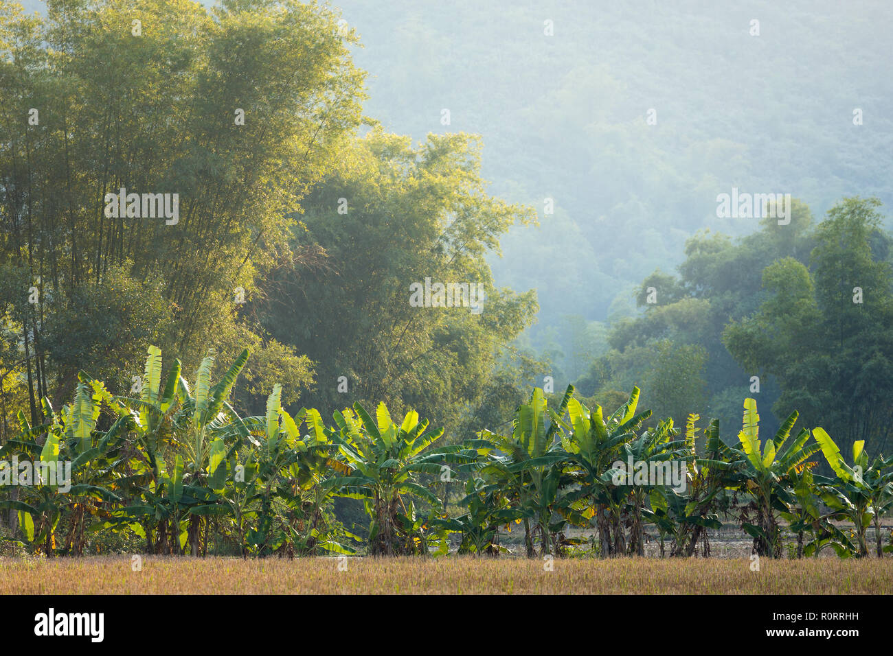 Banane und Bambus bäume landschaft im Mai Chau Village, Vietnam Stockfoto