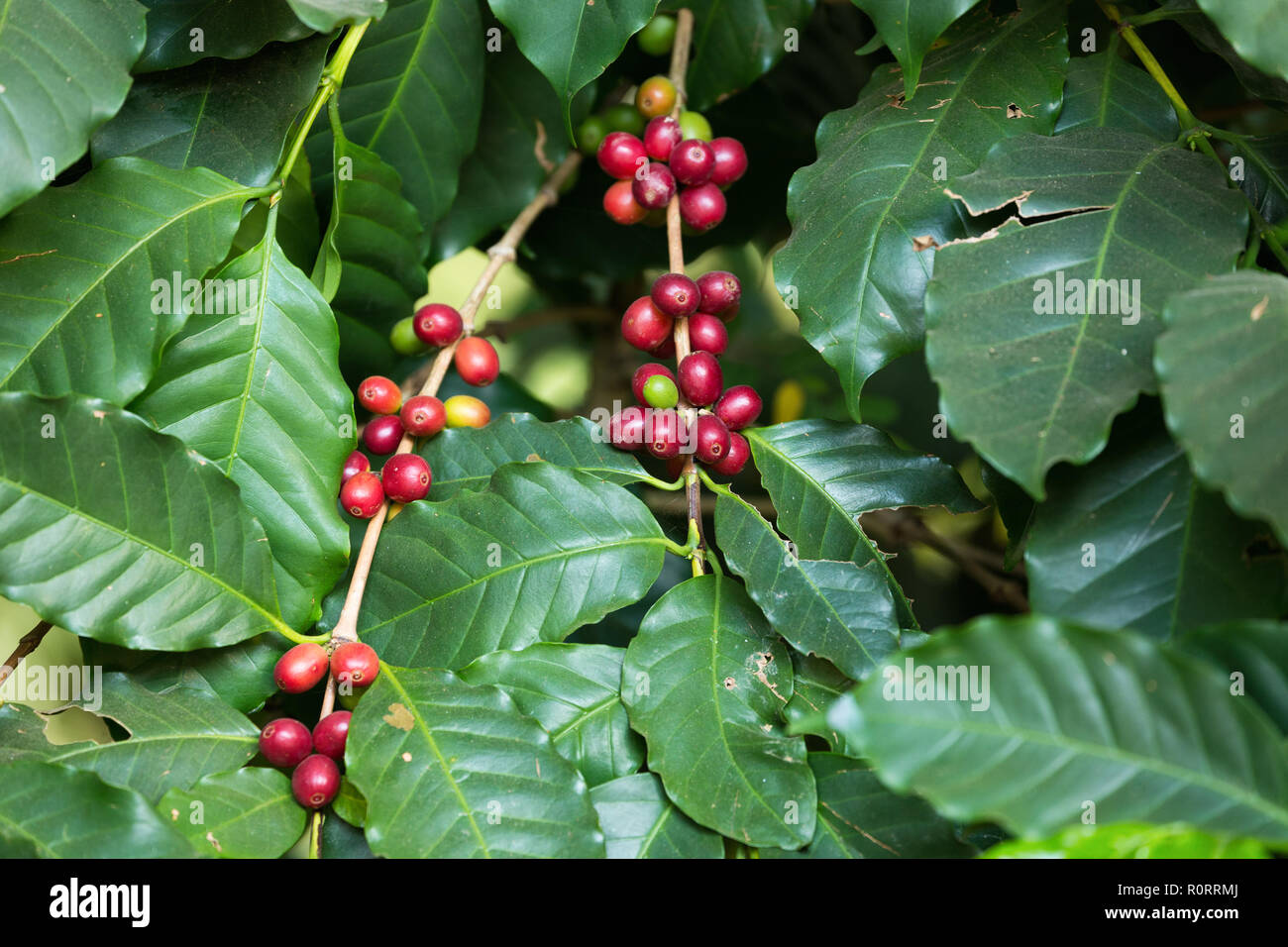 Bio Kaffeebohnen am Baum reifen Stockfoto