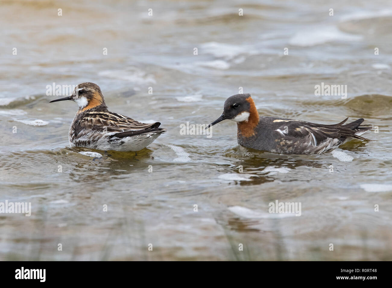 Mehrere Werte Stockfoto