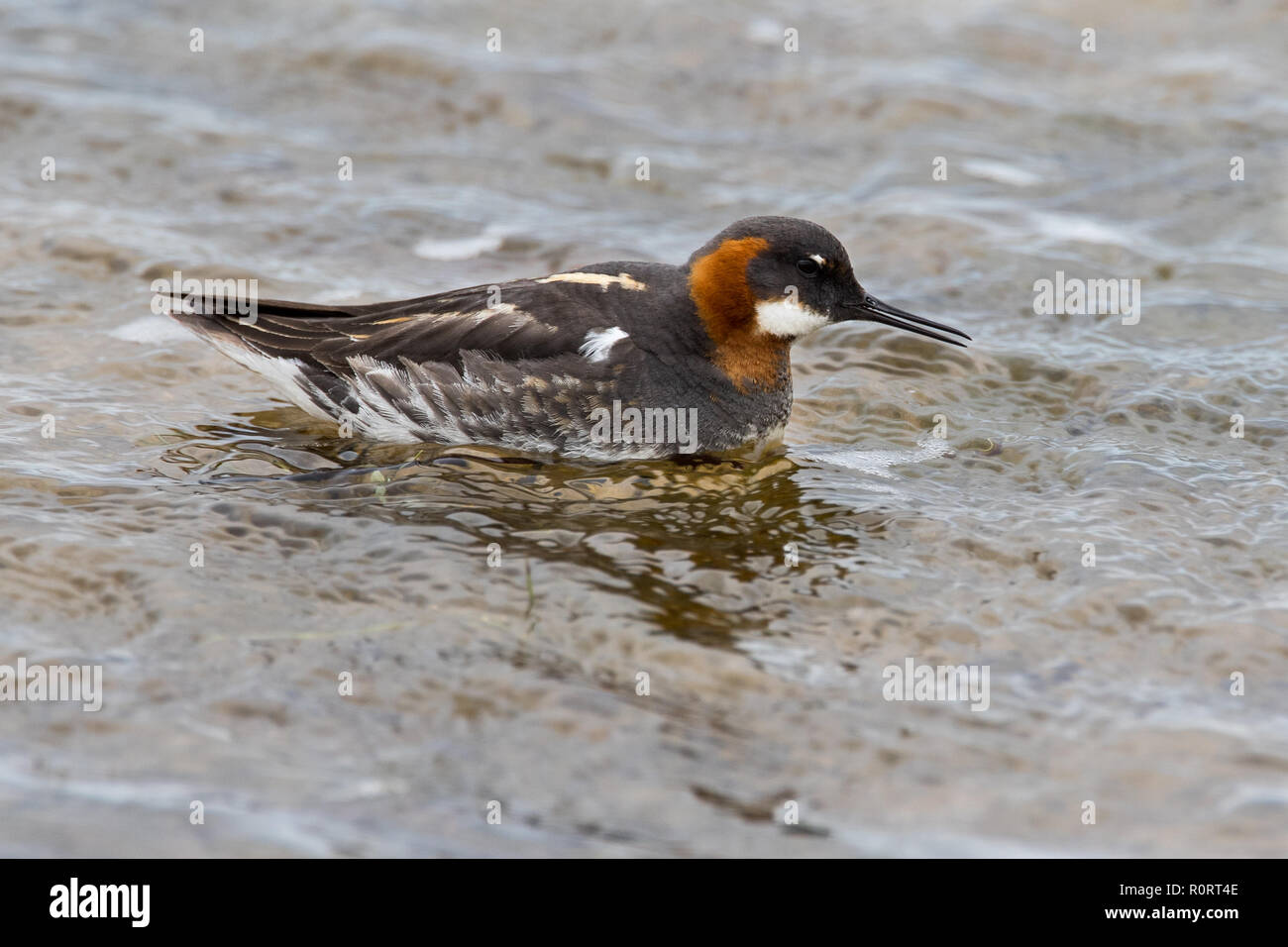 Mehrere Werte Stockfoto