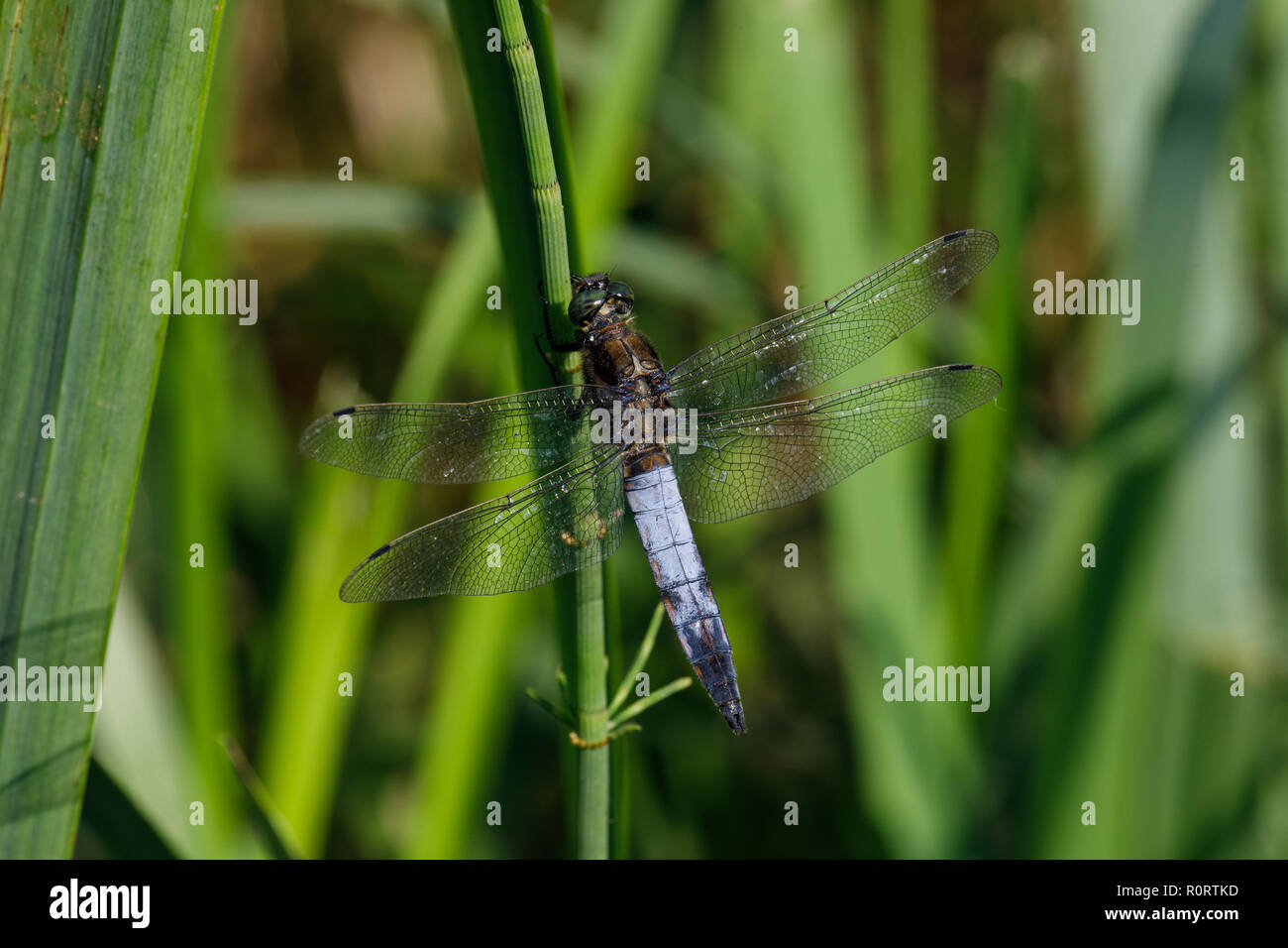 Black-tailed Skimmer, Dragonfly, Orthetrum Cancellatum, männlich Stockfoto
