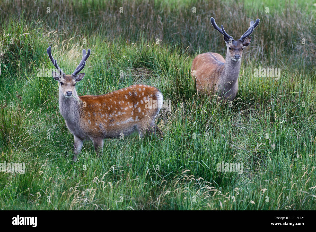 Sika Hirsche, Cervus Nippon, Hirsche in Samt Stockfoto