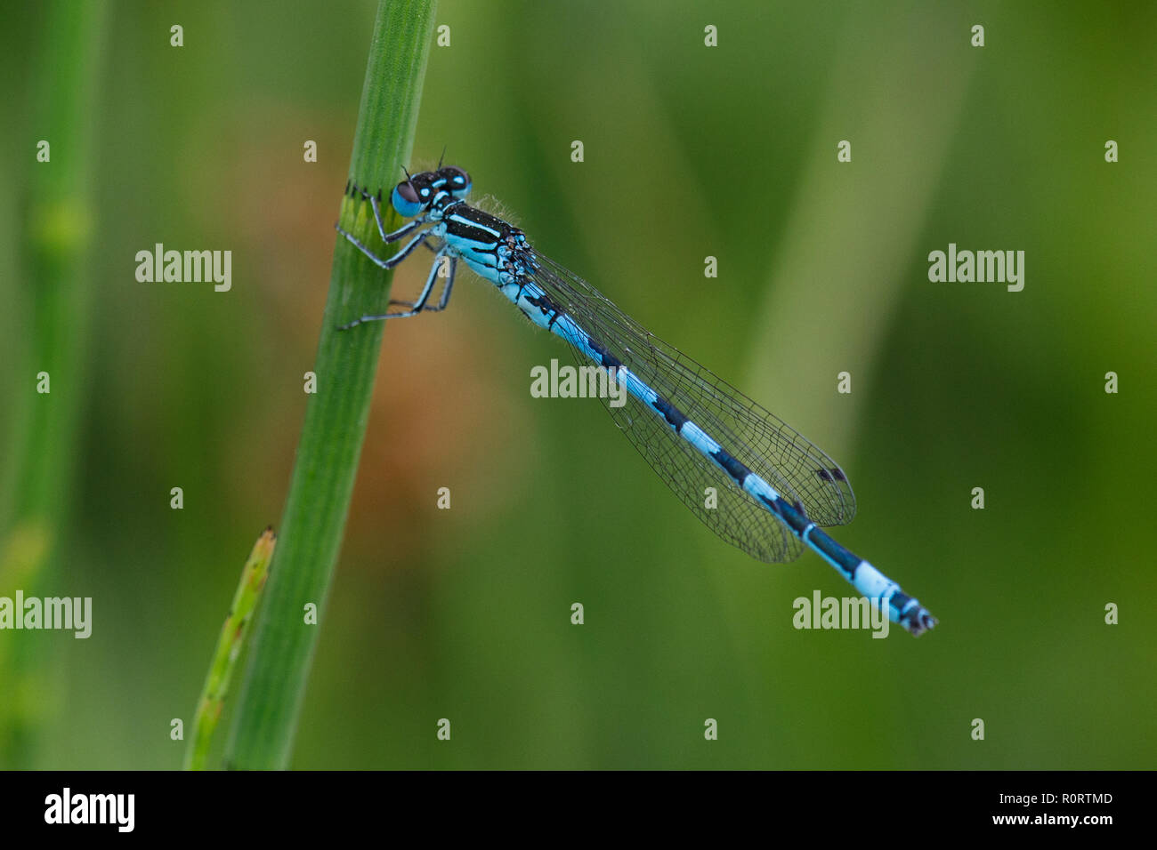 Südliche Damselfly Coenagrion mercuriale,,, ist eine Pflanzenart in der Familie Coenagrionidae damselfly. Stockfoto