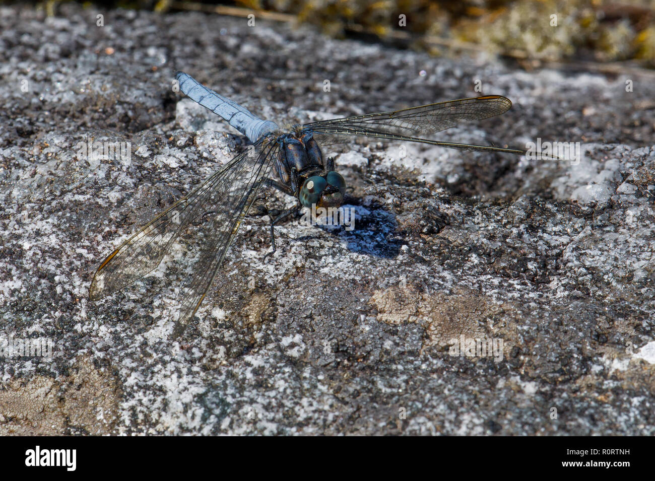 Gekielt Skimmer, Dragonfly, Orthetrum coerulescens, männlich Stockfoto