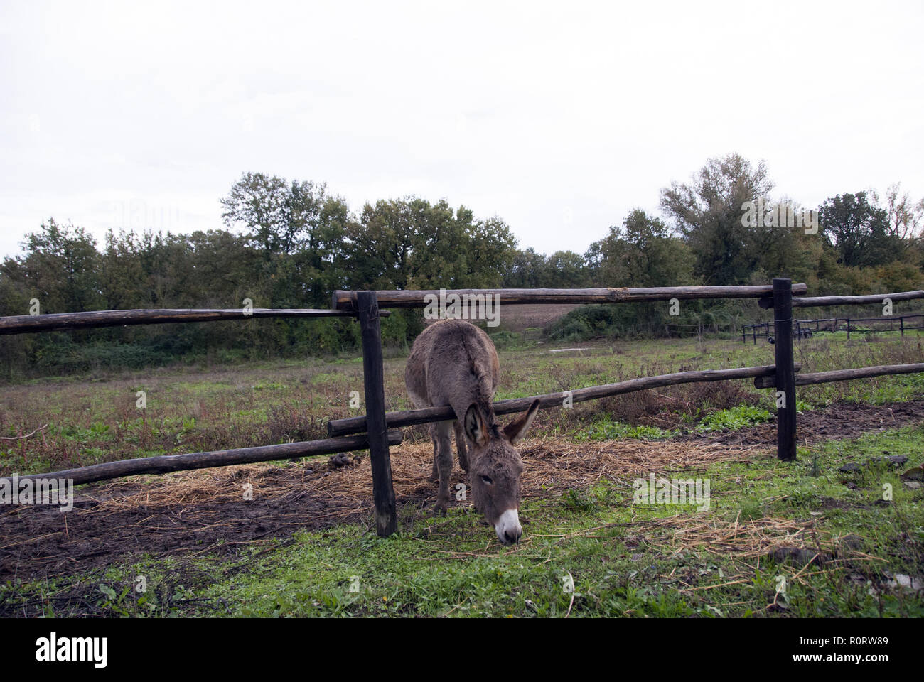 Ein wenig brauner Esel ist essen Gras. Stockfoto