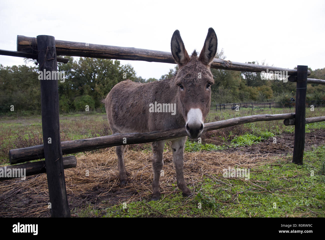 Kleine braune Esel. Close-up. Stockfoto