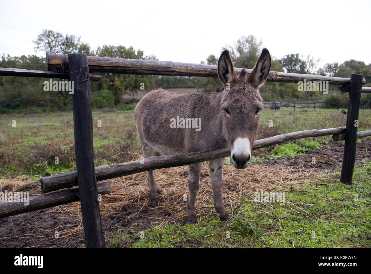Kleine braune Esel. Close-up. Stockfoto