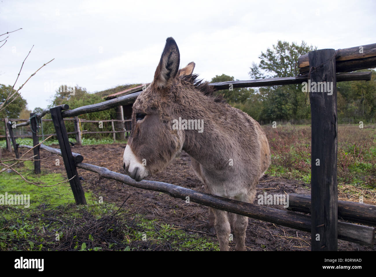 Kleine braune Esel. Nahaufnahme des Profils. Stockfoto