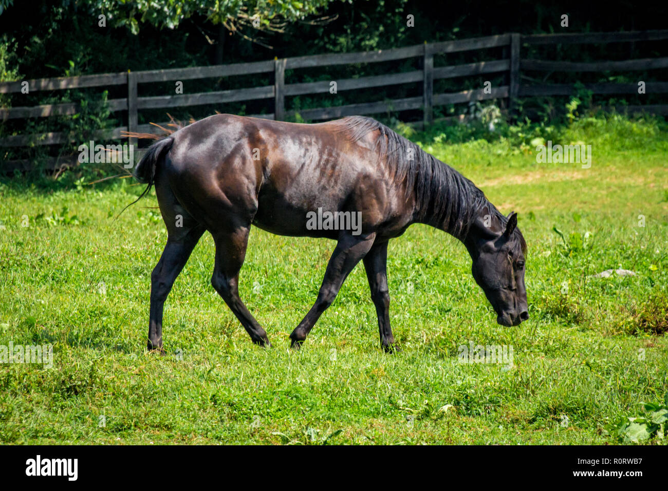 Horse Ranch farm Yard mit hellen grünen Gras Stockfoto