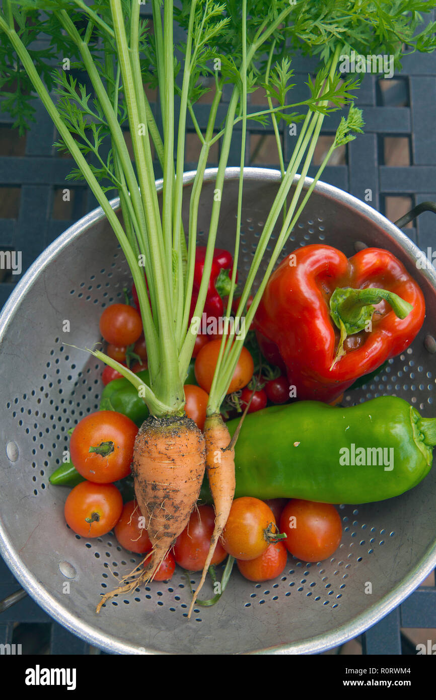 Ein Sieb mit rohen gefüllt, lebhaft bunt, frisch gepflückt, und ein Herz geformt Garten Gemüse noch crusty mit Boden- und gut für die mikrobizid Stockfoto