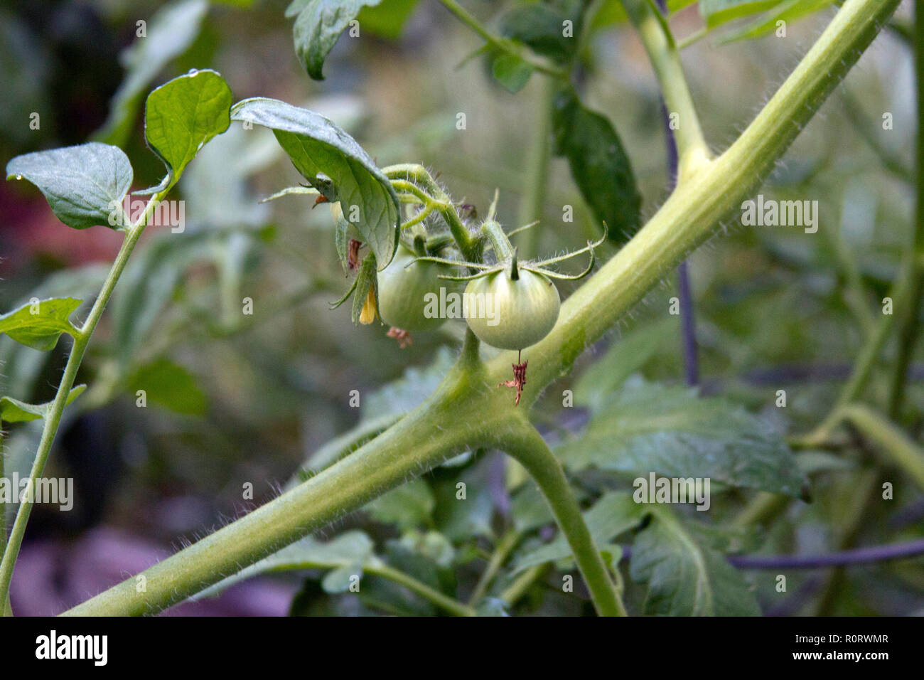 Nahaufnahme von einem Haufen grüne Tomaten mit Blumen growng im Sommergarten Stockfoto