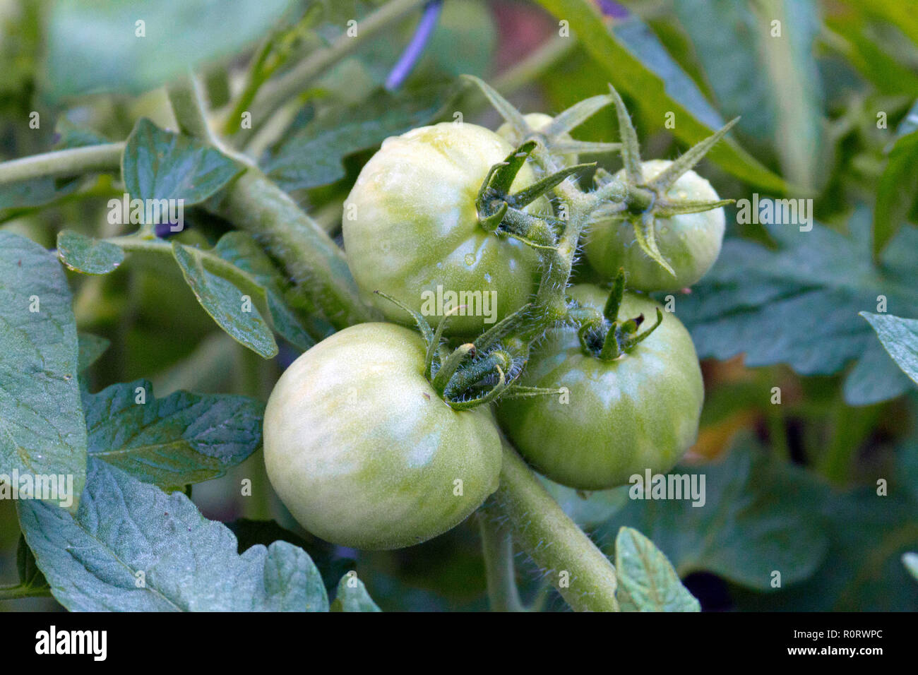 Nahaufnahme von einem Haufen grüne Tomaten mit Blumen Reifung auf der Rebe im Sommergarten Stockfoto
