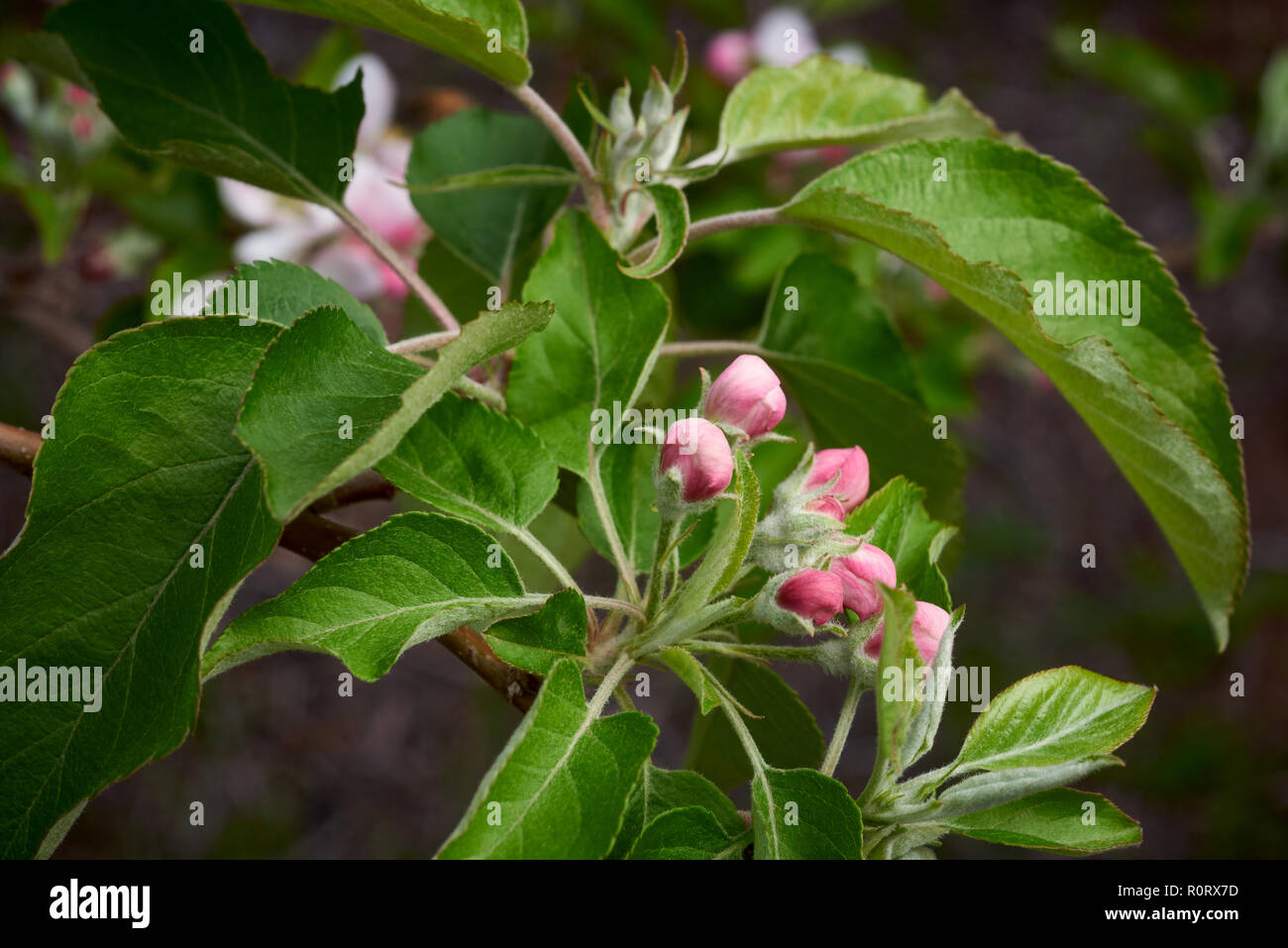 Neue Jahreszeiten Wachstum mit Blütenknospen entstehen. Stockfoto