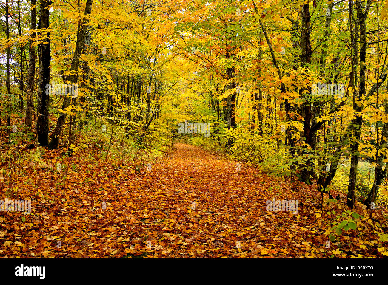 Eine horizontale Landschaft Bild eines Landes Lane, die Blätter von den Bäumen im ländlichen Sussex New Brunswick Kanada gefallen sind abgedeckt ist. Stockfoto