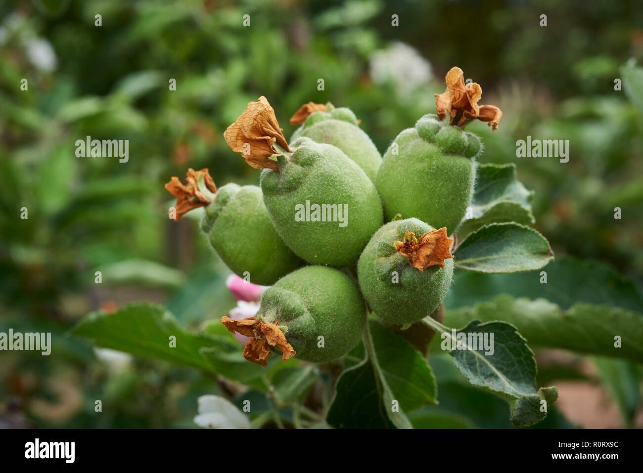 Blütenblatt fallen und Obst auf Apfelsorte, Newton von Apple. Stockfoto