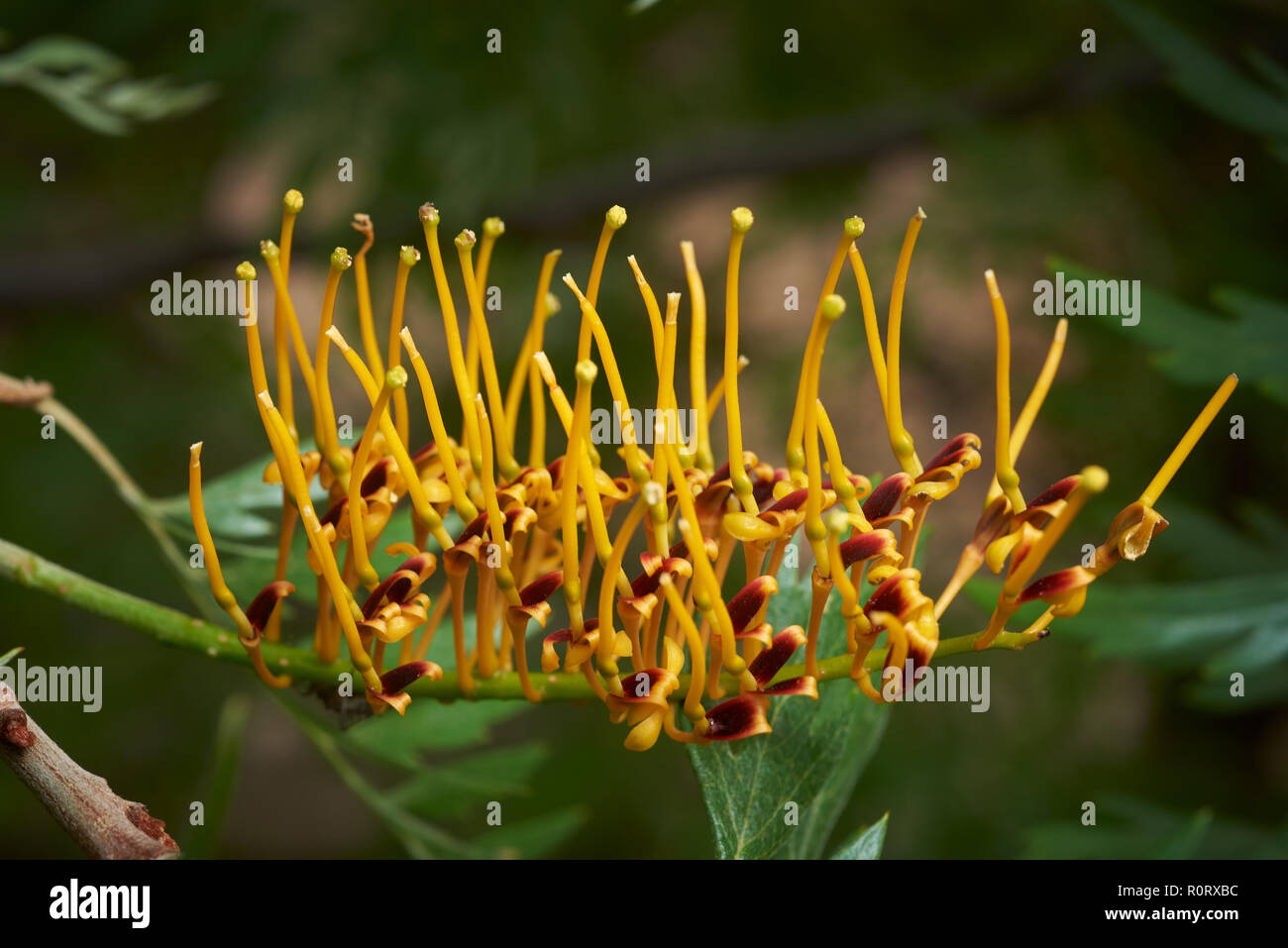Close-up Silky Oak Blume. Stockfoto