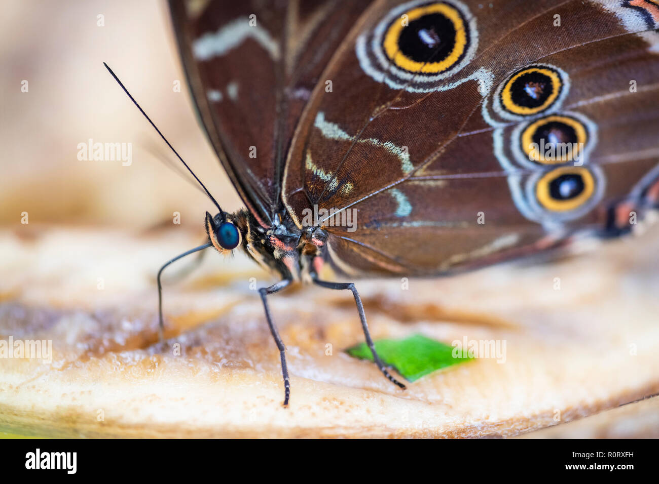 Blue Morpho Schmetterling Stockfoto