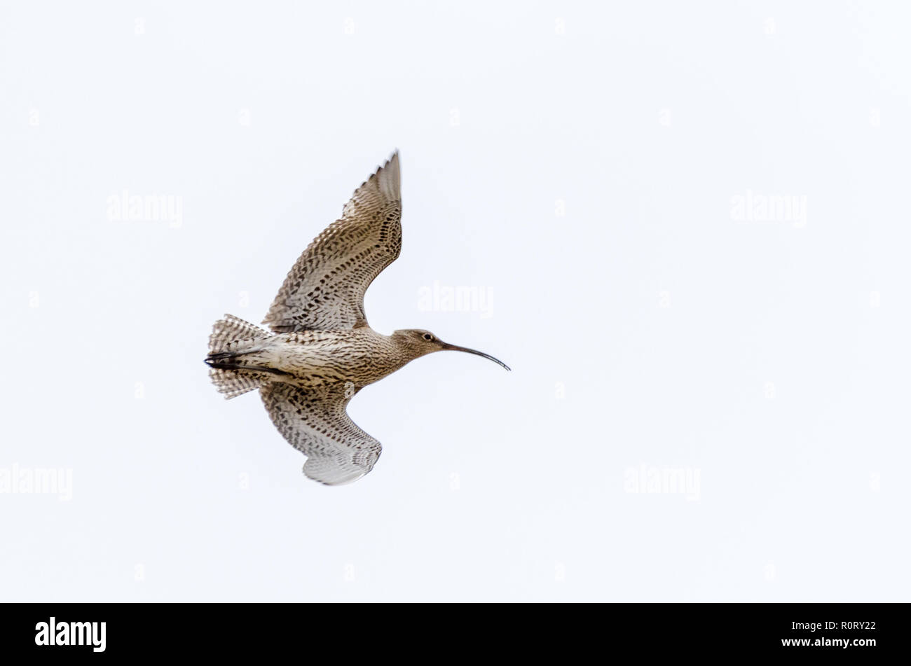 Ein curlew im Flug isoliert gegen Herunterfallen sichern einem weißen Himmel Stockfoto
