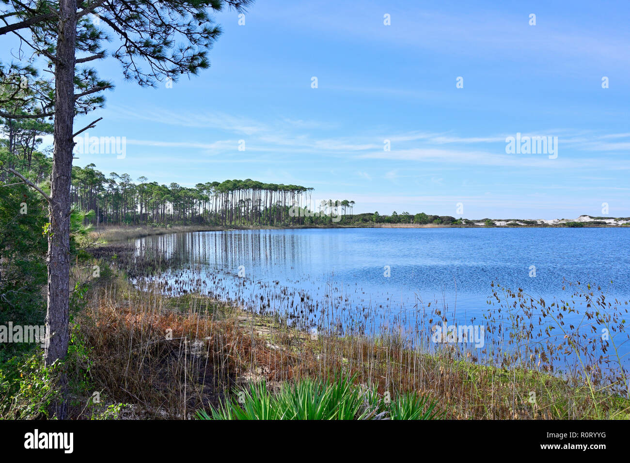 Longleaf pines auf dem fernen Ufer der Westlichen See, ein Coastal dune See in Walton County Florida, USA in Grayton Beach State Park. Stockfoto