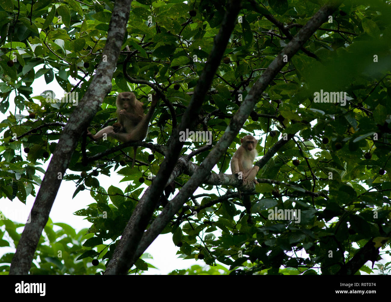 Schwein-tailed Makaken (Macaca Leonina), Lokal "kulu Banar in Satchari National Park. Habiganj, Bangladesch. Stockfoto