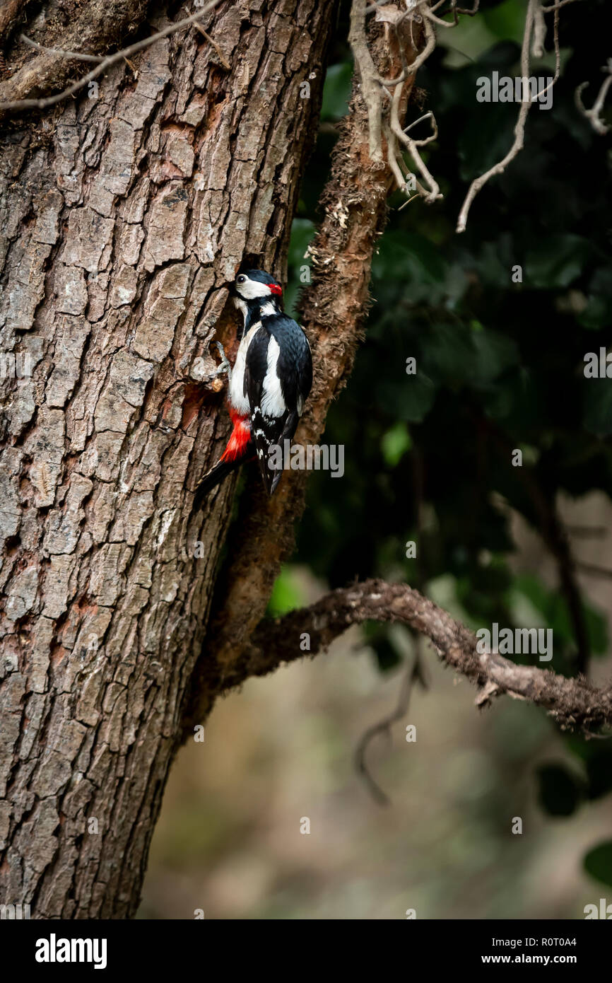Bunte Specht Vogel sitzt auf Baumstamm im Wald Stockfoto