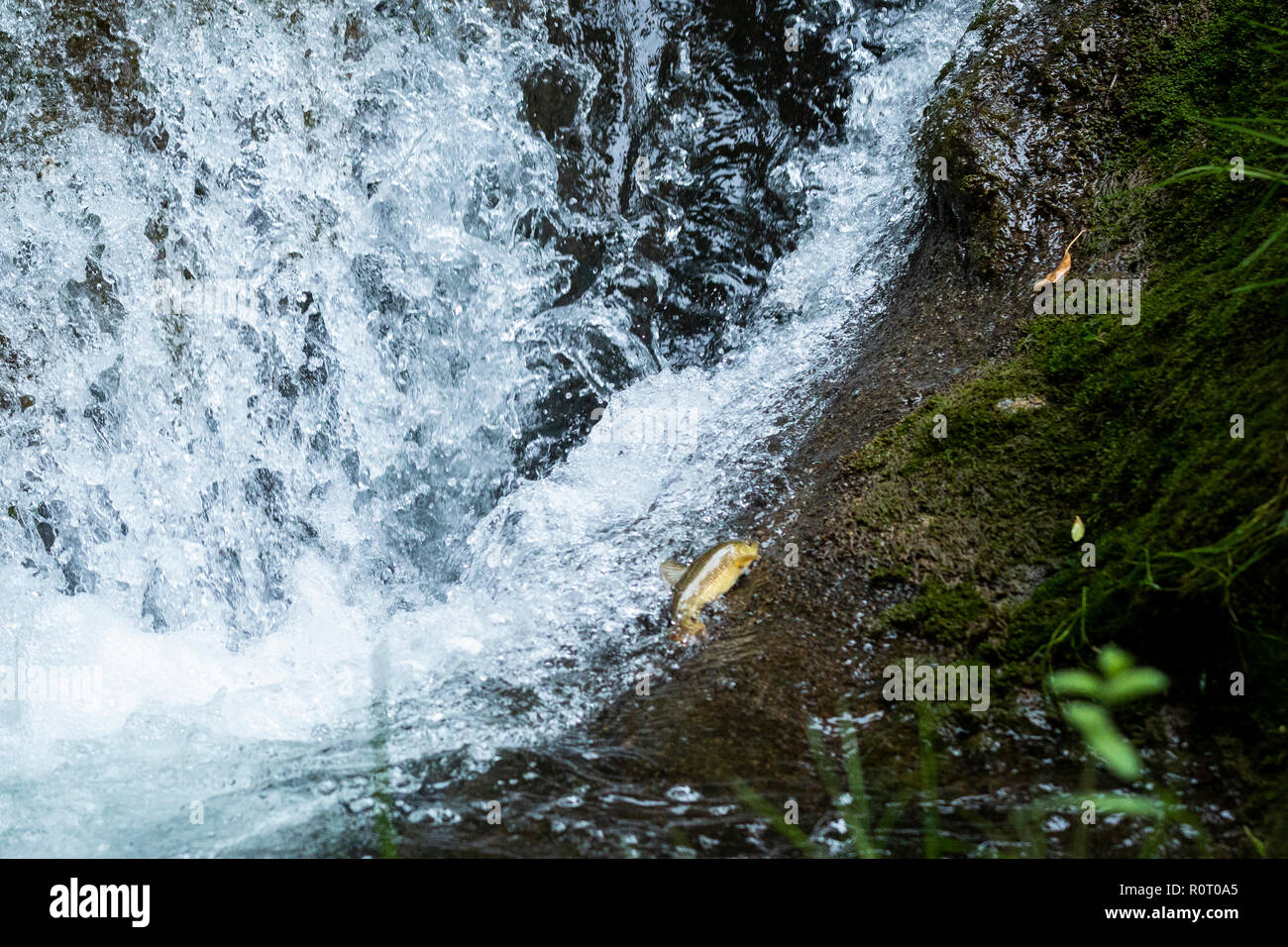 Von oben kleine Fische springen eine Kaskade in klaren Fluss Wasser bei Rock Stockfoto