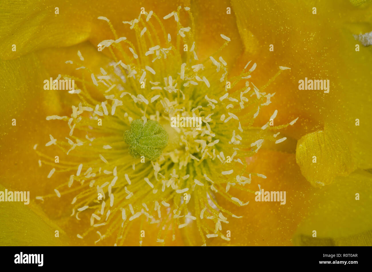 Kalkstein Prickly-pear, Opuntia engelmannii var. lindheimeri, Blossom Stockfoto
