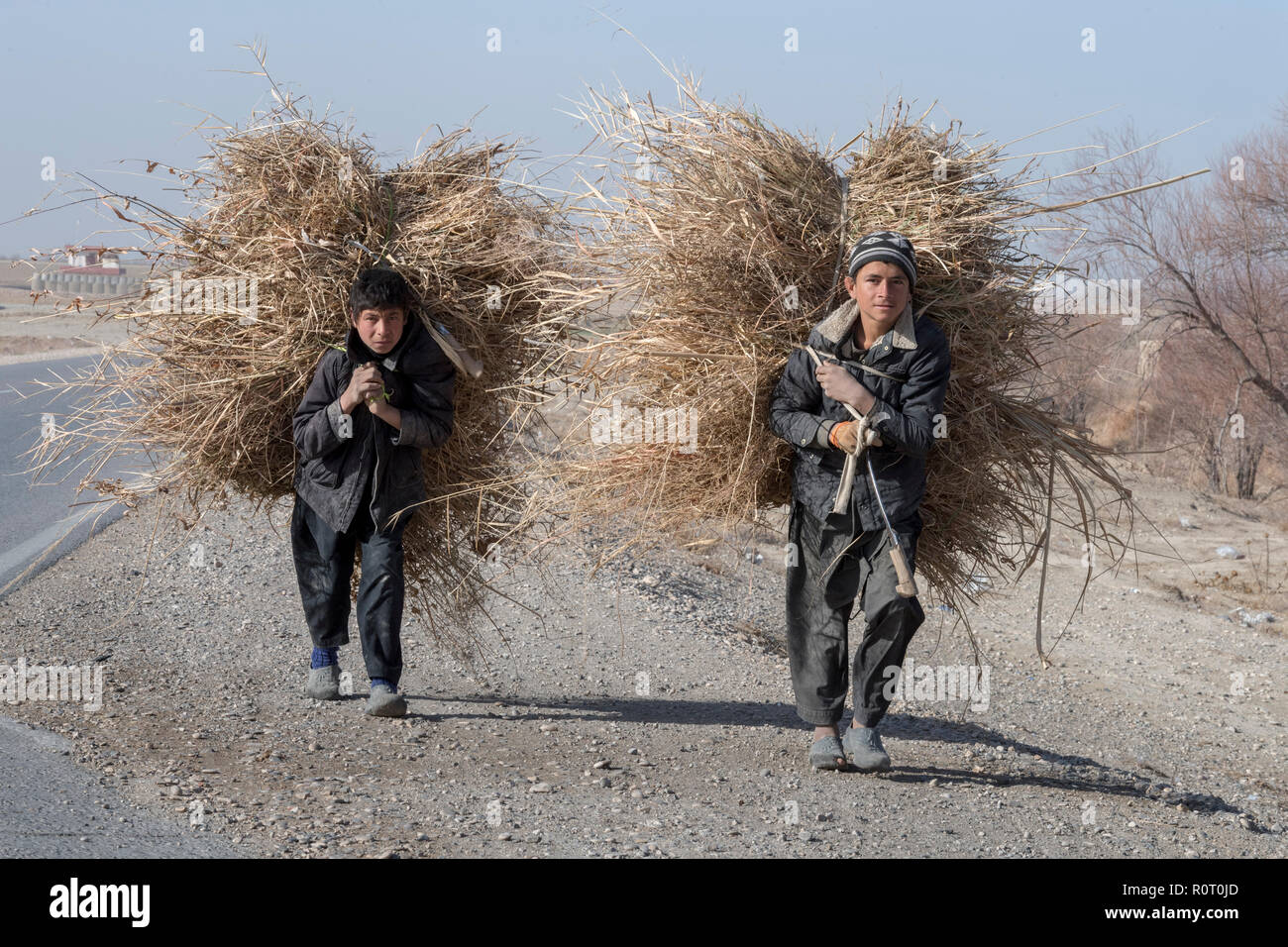 Zwei junge Landwirte tragen Heu auf dem Rücken entlang der Hauptstraße, Chahar Bolak, Provinz Balkh, Afghanistan Stockfoto