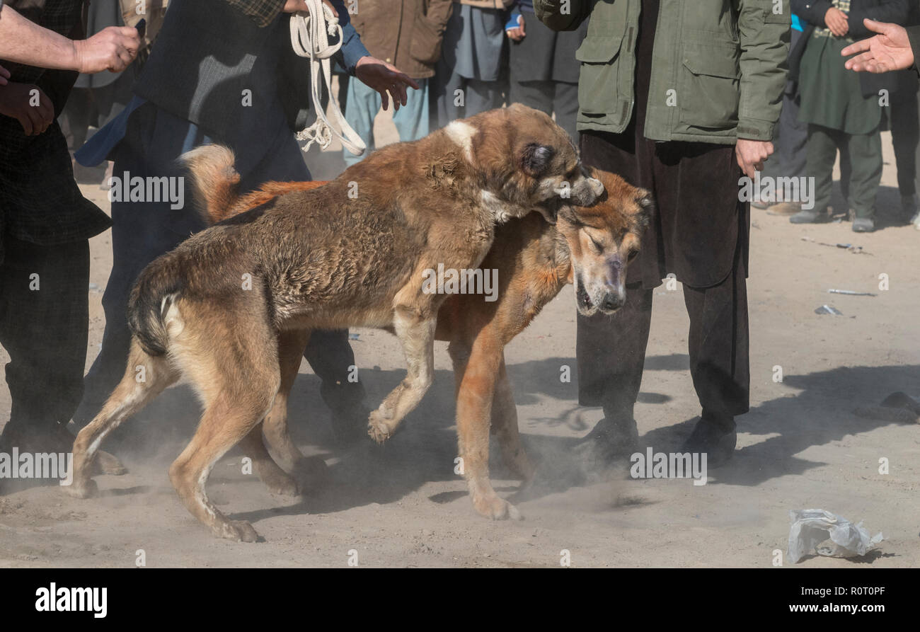 Hunde kämpfen mit Zuschauer Wetten auf Ihnen - Hundekämpfe Turnier am Freitag in Mazar-i-Sharif, Provinz Balkh, Afghanistan. Stockfoto