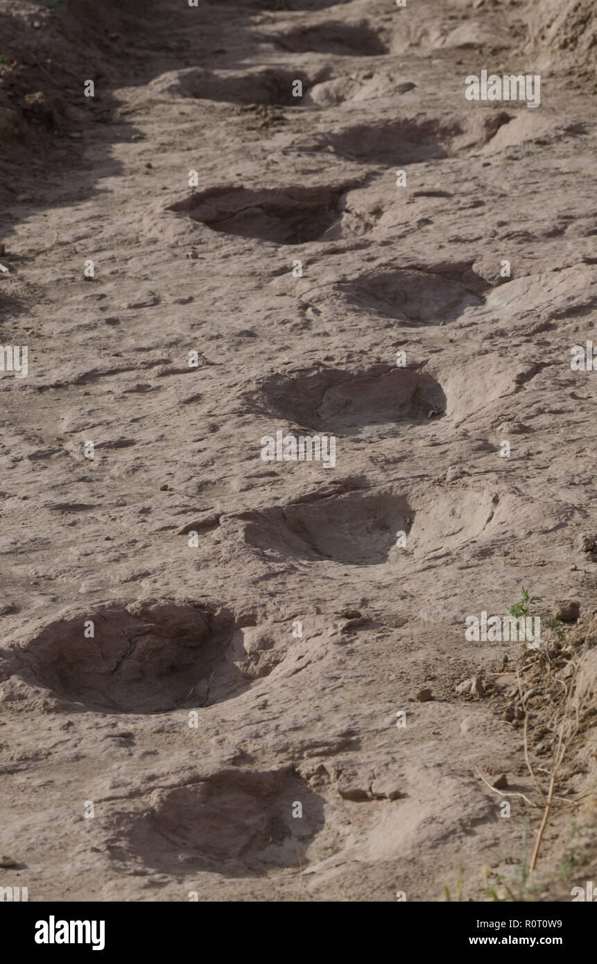 Versteinerte Dinosaurierspuren durch ein theropode, in der Nähe der Black Mesa Naturschutzgebiet im Oklahoma Panhandle angeordnet werden Stockfoto