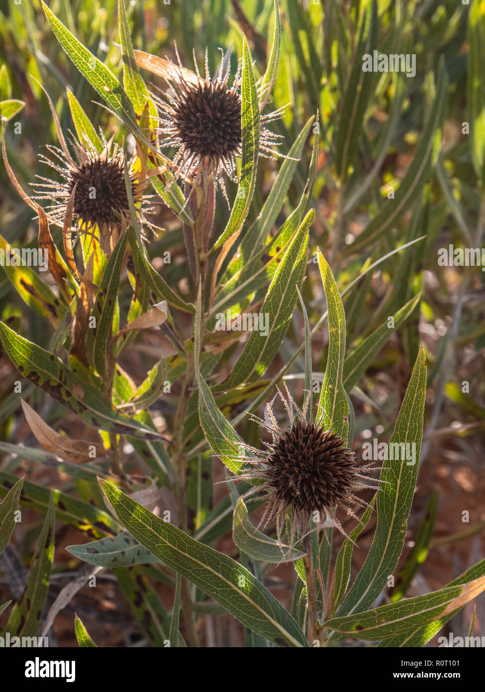 Grobe Mulesears Anlage (Wyethia cabra Attenuata), Coral Pink Sand Dunes State Park Kanab, Utah. Stockfoto