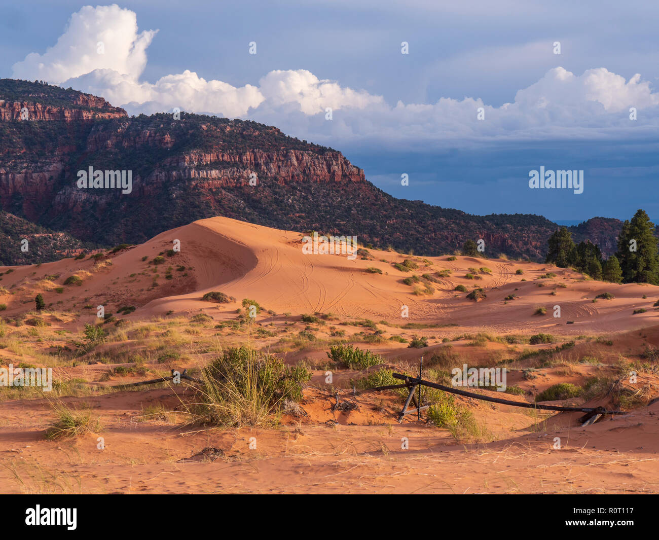 Crescent Düne, Coral Pink Sand Dunes State Park, Kanab, Utah. Stockfoto