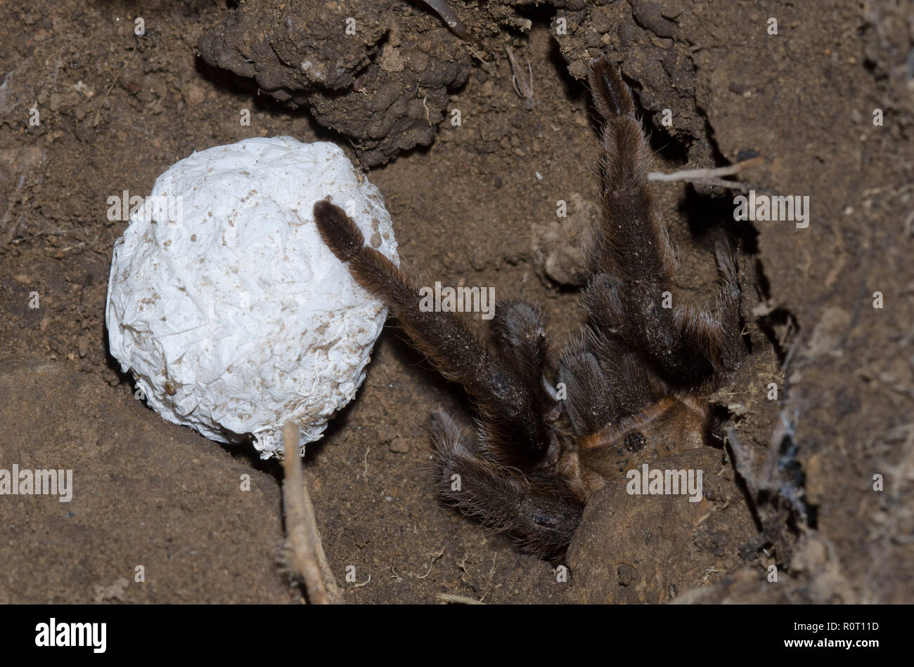 Oklahoma braune Vogelspinne, Aphonopelma hentzi, Weibchen mit Ei Fall Stockfoto