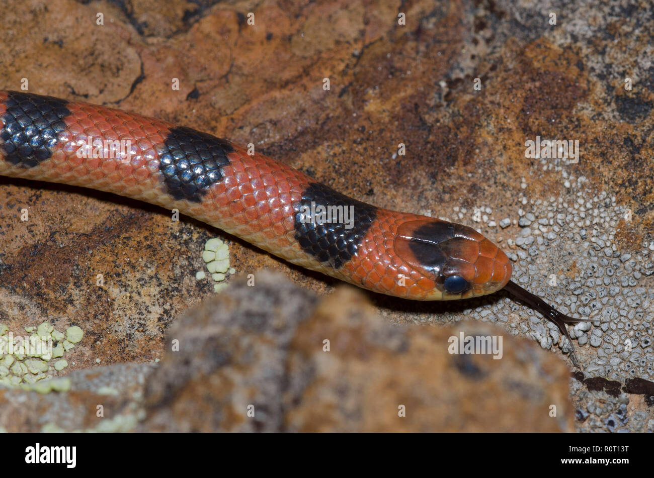 Boden Schlange, Sonora semiannulata Stockfoto