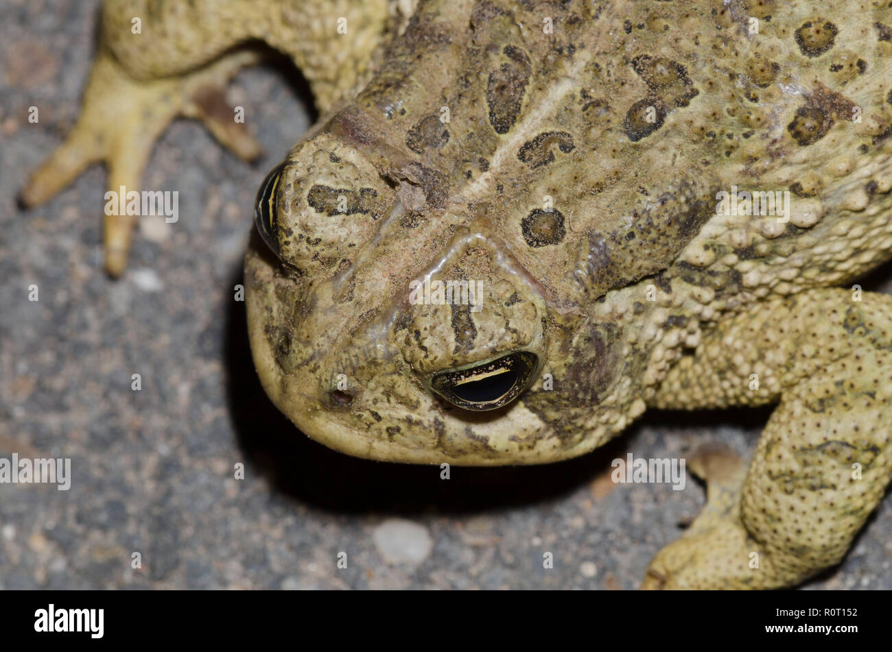 Woodhouse die Kröte, Anaxyrus americanus Stockfoto