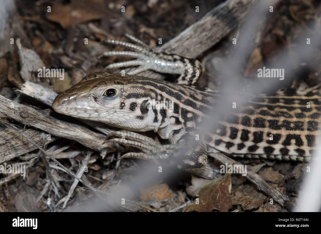 Checkered Whiptail, Aspidoscelis tesselata, versteckt in Bush Stockfoto