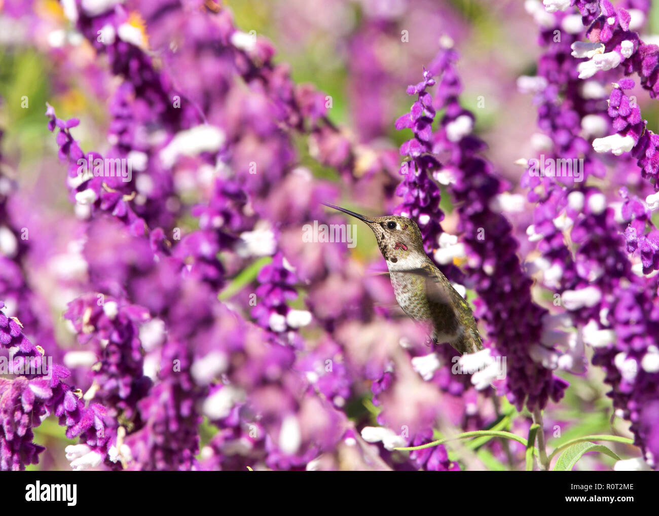 Weibliche Annas Kolibri Nektar trinken von Violett mexikanischen Salbei Blüten. Stockfoto