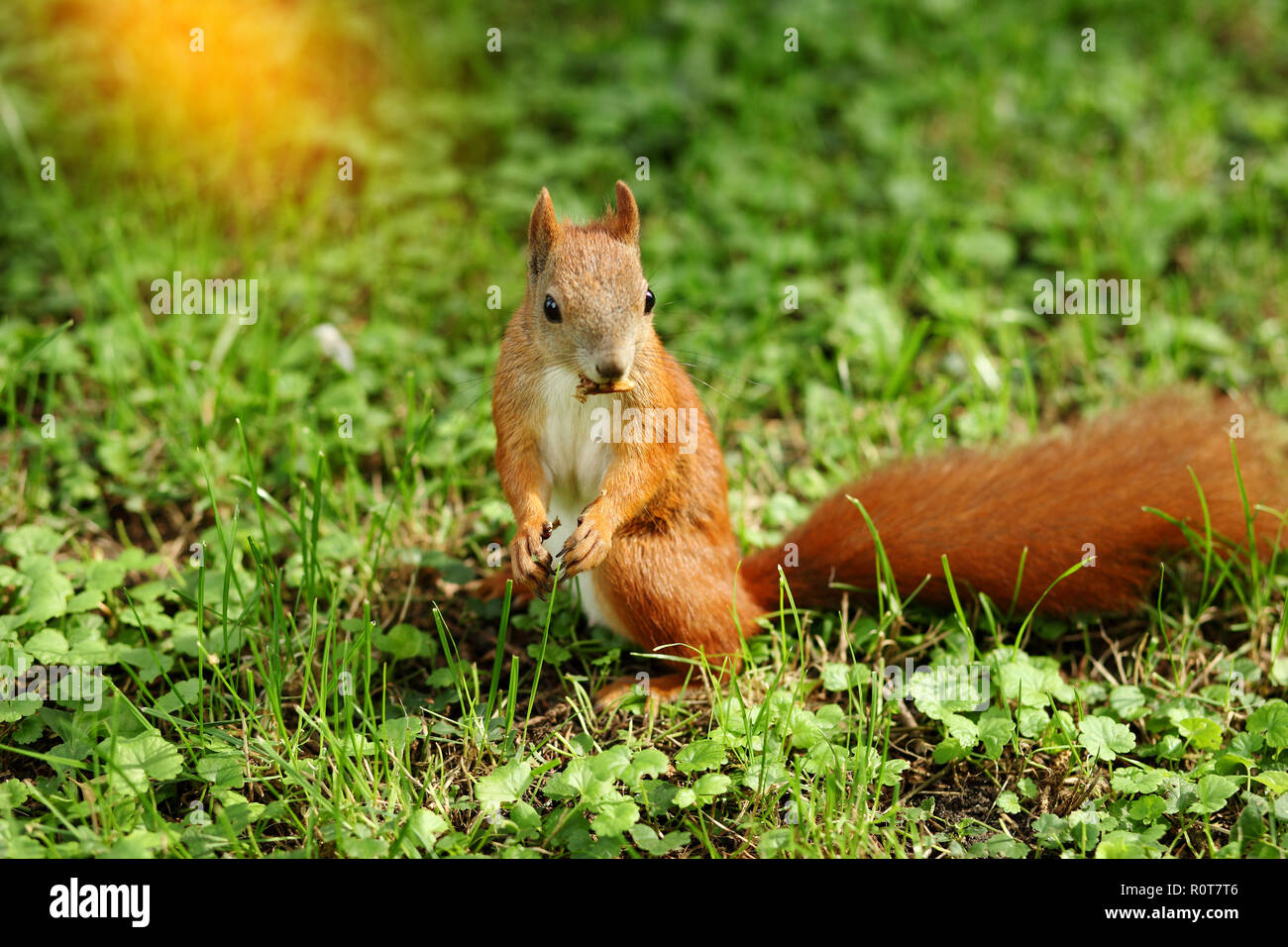 Fuchs Eichhörnchen in einem Vorstädtischen Hof mit einem lustigen und verwirrten Blick Stockfoto
