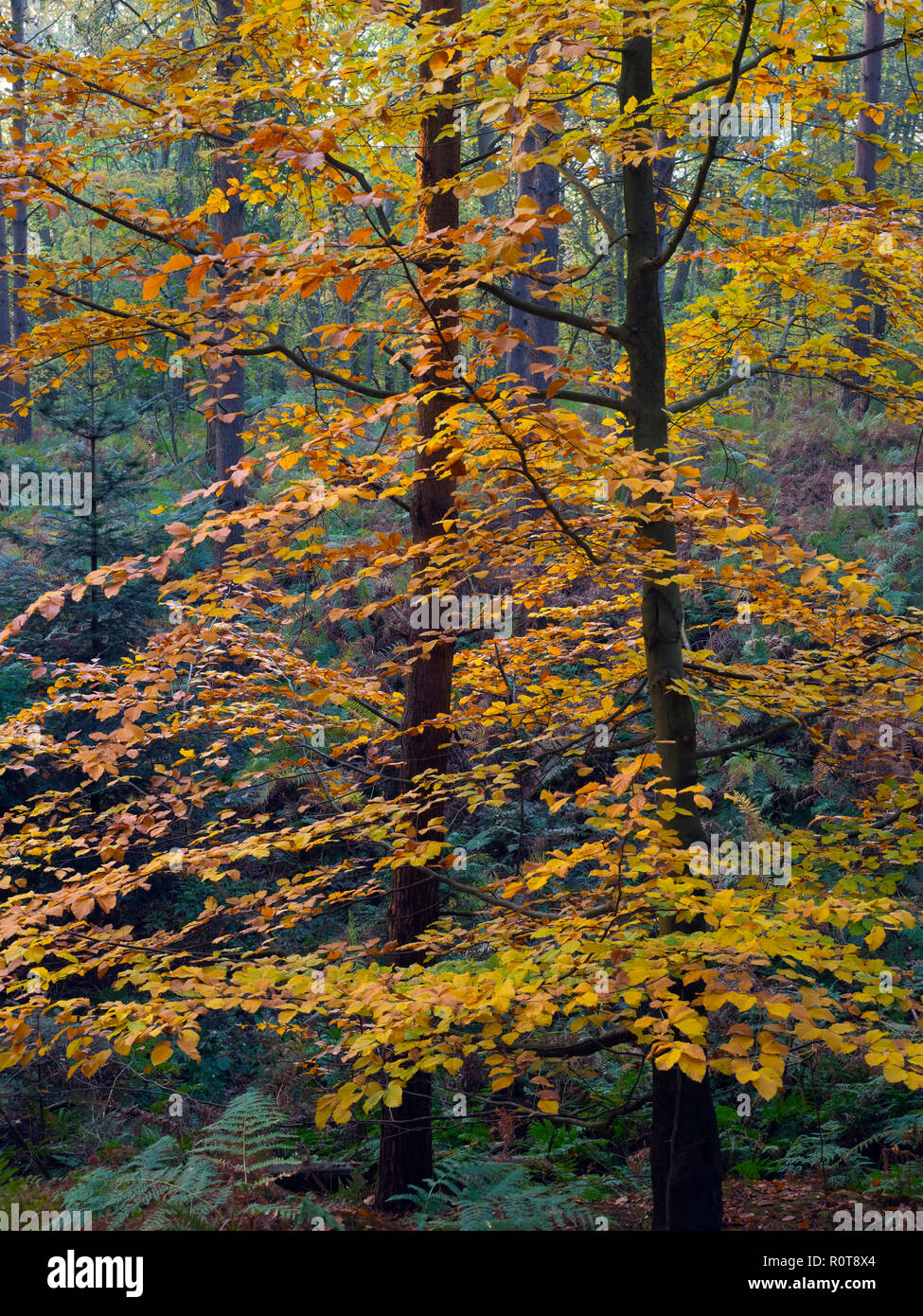 Buche Fagus Sylvatica Autumn Leaves Stockfoto