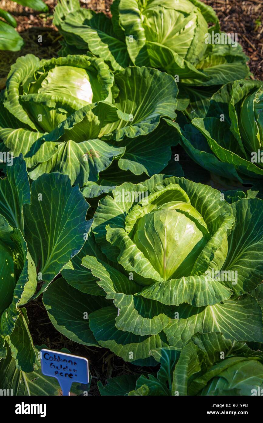 Kohlpflanzen wachsen in einem Garten Stockfoto