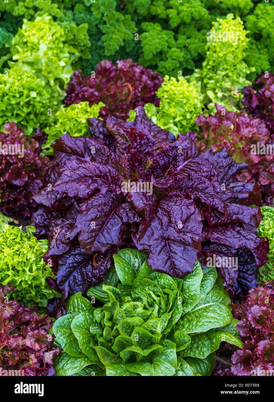 Anbau von rotem salat Fotos und Bildmaterial in hoher Auflösung Alamy